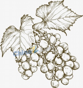 手绘葡萄矢量素材下载